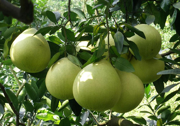 山泉柚——梅州绿野农业发展有限公司出品