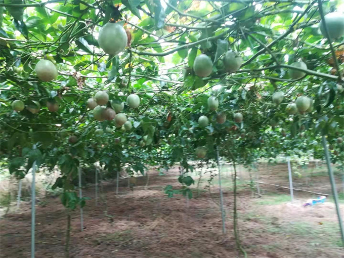 兴宁大型百香果基地｜梅州市吉鸿生态农业开发有限公司